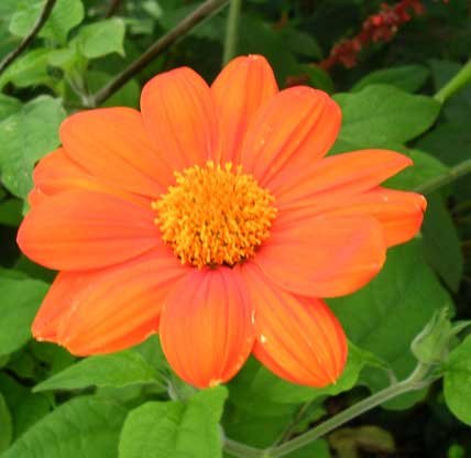 Tithonia rotundifolia 'Torch'